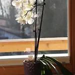 Bed and breakfast Christina